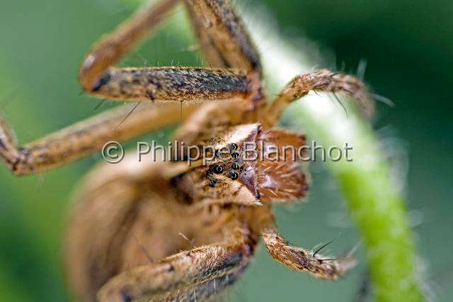 Pisauridae_1290.JPG - France, Araneae, Pisauridae, Pisaure admirable (Pisaura mirabilis), portrait, Portrait of Nursery web spider
